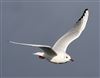 Photo of Black-headed Gull at Linford Reserve, Linford GPs, Buckinghamshire. Taken by Michael Haberfield on 4th February 2026.