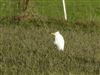 Photo of Cattle Egret at Shabbington, Buckinghamshire. Taken by Luke Marriner on 5th February 2026.