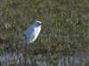 Photo of Cattle Egret at Shabbington, Buckinghamshire. Taken by Luke Marriner on 5th February 2026.