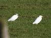 Photo of Cattle Egret at Shabbington, Buckinghamshire. Taken by Luke Marriner on 5th February 2026.