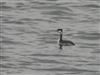 Photo of Slavonian Grebe at College Lake, Buckinghamshire. Taken by Luke Marriner on 5th February 2026.