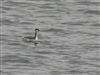Photo of Slavonian Grebe at College Lake, Buckinghamshire. Taken by Luke Marriner on 5th February 2026.