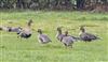 White-fronted Goose
