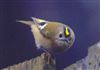 Goldcrest
