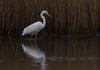 Great White Egret