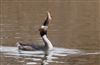 Great Crested Grebe