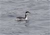 Slavonian Grebe