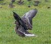 White-fronted Goose