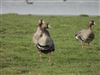 White-fronted Goose