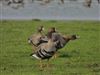 White-fronted Goose