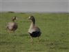 White-fronted Goose
