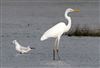 Great White Egret