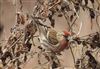 Photo of Redpoll at Logistica Flood, Milton Keynes, Buckinghamshire. Taken by Mike Wallen on 8th March 2026.