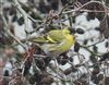 Photo of Siskin at Logistica Flood, Milton Keynes, Buckinghamshire. Taken by Mike Wallen on 8th March 2026.