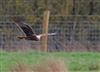 Photo of Marsh Harrier at Gallows Bridge Farm, Gallows Bridge, Buckinghamshire. Taken by Richard Stevens on 11th March 2026.