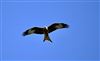 Photo of Red Kite at High Wycombe, High Wycombe, Buckinghamshire. Taken by Stefan Richers on 14th March 2026.