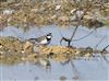 Photo of Little Ringed Plover. Taken by Michael Haberfield.