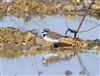 Photo of Little Ringed Plover. Taken by Michael Haberfield.