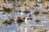 Photo of Little Ringed Plover. Taken by Michael Haberfield.