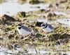 Photo of Little Ringed Plover. Taken by Michael Haberfield.