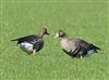 Photo of White-fronted Goose at Linford Reserve, Linford GPs, Buckinghamshire. Taken by Michael Haberfield on 14th March 2026.