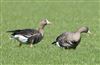 Photo of White-fronted Goose at Linford Reserve, Linford GPs, Buckinghamshire. Taken by Michael Haberfield on 14th March 2026.