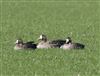 Photo of White-fronted Goose at Linford Reserve, Linford GPs, Buckinghamshire. Taken by Michael Haberfield on 14th March 2026.