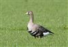 Photo of White-fronted Goose at Linford Reserve, Linford GPs, Buckinghamshire. Taken by Michael Haberfield on 14th March 2026.