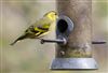 Photo of Siskin at Linford Reserve, Linford GPs, Buckinghamshire. Taken by Michael Haberfield on 14th March 2026.
