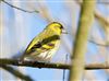 Photo of Siskin at Linford Reserve, Linford GPs, Buckinghamshire. Taken by Michael Haberfield on 14th March 2026.