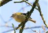Photo of Goldcrest at Linford Reserve, Linford GPs, Buckinghamshire. Taken by Michael Haberfield on 14th March 2026.