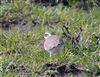 Photo of Little Ringed Plover. Taken by Tony James.
