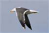 Photo of Lesser Black-backed Gull at Floodplain Forest Nature Reserve (formerly Manor Farm), Buckinghamshire. Taken by Michael Haberfield on 15th March 2026.