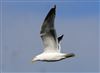 Photo of Lesser Black-backed Gull at Floodplain Forest Nature Reserve (formerly Manor Farm), Buckinghamshire. Taken by Michael Haberfield on 15th March 2026.