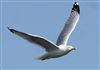 Photo of Herring Gull at Floodplain Forest Nature Reserve (formerly Manor Farm), Buckinghamshire. Taken by Michael Haberfield on 15th March 2026.
