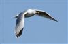 Photo of Herring Gull at Floodplain Forest Nature Reserve (formerly Manor Farm), Buckinghamshire. Taken by Michael Haberfield on 15th March 2026.