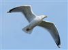 Photo of Herring Gull at Floodplain Forest Nature Reserve (formerly Manor Farm), Buckinghamshire. Taken by Michael Haberfield on 16th March 2026.