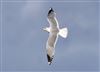 Photo of Common Gull at Floodplain Forest Nature Reserve (formerly Manor Farm), Buckinghamshire. Taken by Michael Haberfield on 15th March 2026.