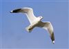 Photo of Common Gull at Floodplain Forest Nature Reserve (formerly Manor Farm), Buckinghamshire. Taken by Michael Haberfield on 16th March 2026.
