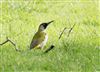 Photo of Green Woodpecker at Floodplain Forest Nature Reserve (formerly Manor Farm), Buckinghamshire. Taken by Michael Haberfield on 15th March 2026.