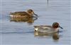 Photo of Teal at Floodplain Forest Nature Reserve (formerly Manor Farm), Buckinghamshire. Taken by Michael Haberfield on 15th March 2026.