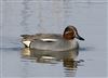Photo of Teal at Floodplain Forest Nature Reserve (formerly Manor Farm), Buckinghamshire. Taken by Michael Haberfield on 15th March 2026.