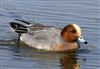 Photo of Wigeon at Floodplain Forest Nature Reserve (formerly Manor Farm), Buckinghamshire. Taken by Michael Haberfield on 15th March 2026.