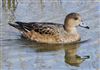 Photo of Wigeon at Floodplain Forest Nature Reserve (formerly Manor Farm), Buckinghamshire. Taken by Michael Haberfield on 15th March 2026.