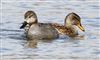 Photo of Gadwall at Linford Reserve, Linford GPs, Buckinghamshire. Taken by Michael Haberfield on 15th March 2026.
