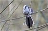 Photo of Long-tailed Tit at Linford Reserve, Linford GPs, Buckinghamshire. Taken by Michael Haberfield on 16th March 2026.