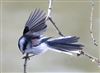 Photo of Long-tailed Tit at Linford Reserve, Linford GPs, Buckinghamshire. Taken by Michael Haberfield on 15th March 2026.