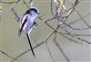 Photo of Long-tailed Tit at Linford Reserve, Linford GPs, Buckinghamshire. Taken by Michael Haberfield on 15th March 2026.