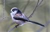 Photo of Long-tailed Tit at Linford Reserve, Linford GPs, Buckinghamshire. Taken by Michael Haberfield on 15th March 2026.