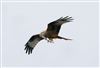 Photo of Red Kite at Linford Reserve, Linford GPs, Buckinghamshire. Taken by Michael Haberfield on 16th March 2026.